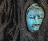 Budddha head embedded in a tree